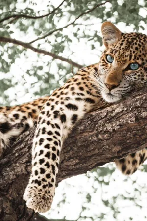 Panter blue eyes 80x120