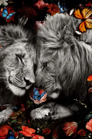 Lions & Color Butterflies 80x60