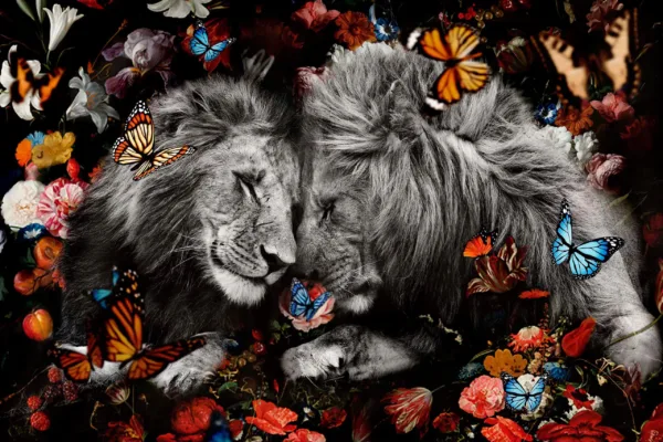 Lions & Color Butterflies 80x60